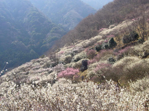 風向明媚な湯河原梅林。4000本の紅白梅が咲ききそいます。